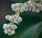 Image result for Ozoroa macrophylla