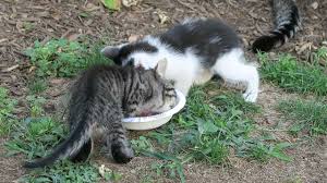 Applaws dry food comes in five varieties. Boo Day 341 Cats Try Applaws Cat Food And Hilife Perfection Cat Food Also Petsmart Haul Youtube