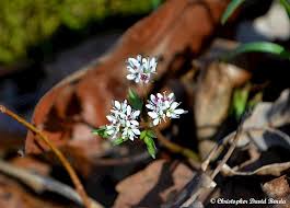 Image result for Bulbostylis microelegans