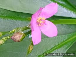 Image result for Talinum fruticosum