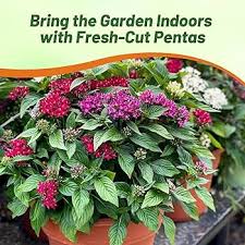 Image result for Pentas longiflora