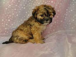 Take a look at the pictures below of teddy bear puppies to see how cute the morkie is not the easiest teddy bear puppy to train, they will be best suited to patient people that have experience in training dogs already. Teddy Bear Puppies For Sale In Minnesota