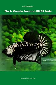 Beli cupang black avatar online berkualitas dengan harga murah terbaru 2021 di tokopedia! Beautiful Betta Black Mamba Samurai Hmpk Male Betta Fish Betta Betta Fish Types