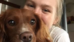 Dogs getting high eating poo in Bellingen, vets issue warning