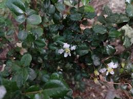 Image result for Malpighia