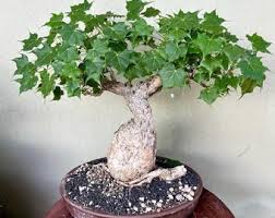 Image result for Kedrostis leloja