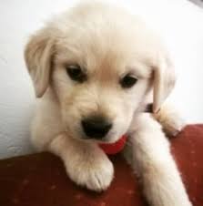 Maybe you would like to learn more about one of these? 8 Best Golden Retriever Breeders In Oregon 2021 We Love Doodles