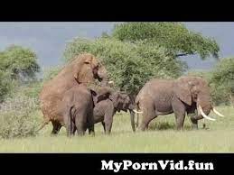 Maybe you would like to learn more about one of these? Elephants E X With Elephant From Elephane Sex Watch Video Mypornvid Fun