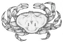 A research or writing project delivers satisfying results, if you avoid distractions, rumors and gossip. Cancer Horoscope For Tomorrow Sunsigns Com