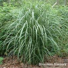 Image result for Miscanthus violaceus