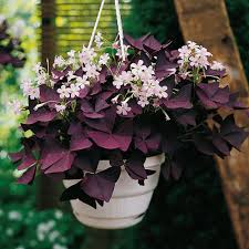 Check spelling or type a new query. Burgundy Shamrock K Van Bourgondien