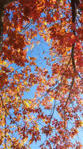 Autumn Wallpaper Blue Mywallpapers Site Autumn Landscape Autumn Scenery Autumn Photography