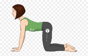 Cat cow pose is considered the beginners yoga pose. Cat Cow Pose Sanskrit Hd Png Download Vhv
