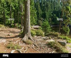 Germany Baden Wuerttemberg Bad Rippoldsau Schapbach Root System Root System Root System Of A Spruce On Glaswaldsee Norway Spruce Picea Abies Stock Photo Alamy