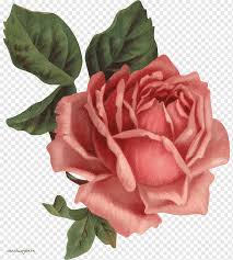 Check out these gorgeous artificial pink rose flower garlands at dhgate canada online stores, and buy artificial glitter gold silver red rose pink green orange mini artificial flowers diy wreath garland decor wedding party supplies. Old Roses The Master List Vintage Clothing Flower Lotus Floribunda Artificial Flower Rose Order Png Pngwing