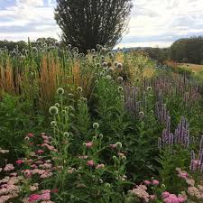 pin auf garden plants