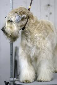 Soft Coated Wheaten Terrier Dog Breed Information And Pictures