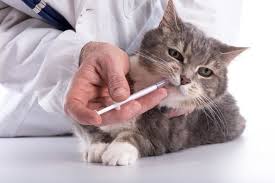 We did not find results for: Les Vers Chez Le Chat Comment Les Traiter Et Eviter Zooplus