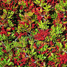 Image result for Pyracantha coccinea red column