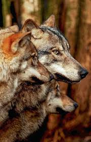 Pin Von Sarah Lessert Auf Tiere Wolfe Tiere Wild Wolf Hunde Tier Wolf