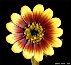Image result for Osteospermum muricatum