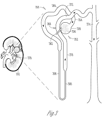 These fresh specimens and organ bundles can be delivered straight to your inbox so you c Coloring Pages Urinary System
