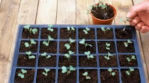 Maybe you would like to learn more about one of these? Comment Planter Du Chou Quand Semer Correctement Les Graines Et Transplanter Les Plants En Pleine Terre Soins Supplementaires