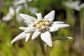 Feb 17, 2019 · many of the classic german tongue twisters easily fit that unique description, and they can also be an amusing and entertaining way to practice your german pronunciation. Edelweiss Flower Meaning Symbolism And Uses Petal Republic
