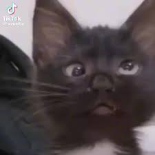 Cross Eyed Cat Saying Huh Ig Gif | TikTok