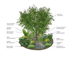 Coming up with a guild for your fruit trees is a core part of permaculture and can really help your fruit trees thrive. Persimmon Tree Guild Google Search Tree Guild Fruit Tree Guild Fruit Garden Design