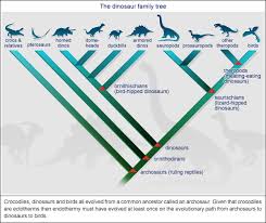 if birds descended from dinosaurs why are they warm blooded