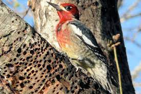 Nests in western oregon are associated with dense midstory and understory cover in close. Red Breasted Sapsucker
