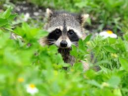 Cute Fangs Feathers Fins By Nae Design Raccoon Animals Friends Cute Animals