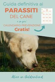 Guida Definitiva Ai Parassiti Del Cane Calendario Prevenzione Mese Per Mese Gratis Cani Cani Felici Casette Per Cani