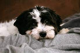 107 Best Black And White Dog Names For 2019 The Dog People By Rover Com