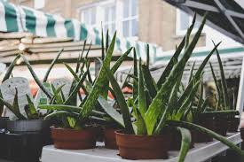 Check spelling or type a new query. How To Propagate Aloe Vera Tips For Propagating And Repotting Aloe