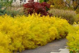 Arkansas Blue Star Amsonia Hubrichtii Has Beautiful Yellow Foliage In The Fall Native To Arkansas Hence Its Name Deer Perennials Plants Perennial Plants