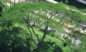 Cartoon forest stock photos and images. Earth Day Marked In Singapore Global Times