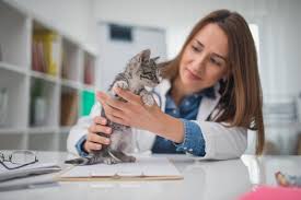 Like all top pet insurance companies, figo pet offers customer support. Why Purchasing Insurance For A Pet Should Be An Owner S Top Priority