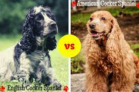 English Cocker Spaniel Vs American Cocker Spaniel