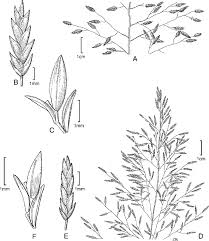 Image result for Eragrostis paniciformis