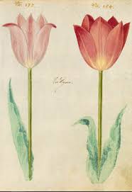 Today, the semper augustus is long lost, but tulip lovers still grow broken tulips. The Tulip Mania Of 1637 Postcard History