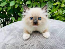 For more information please leave your phone number in the message and we will contact you directly. Ragdoll Kittens For Sale In Miami Ragdoll Kitten Breeder Miamiragdolls