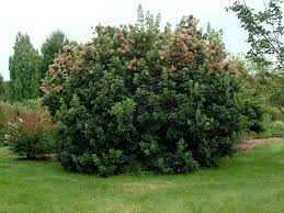 Weather, growing conditions, genetics, disease and a variety of other factors can cause a tree to grow. Cotinus Coggygria European Smoketree Go Botany