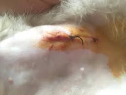 ▪ kitten season is generally when most cats that are not spayed go into heat. Hello Doc I Have A Female Cat Who Is Just Recovering From Her Spay Incision It S Been 7days Now Since The Operation Just Last Petcoach