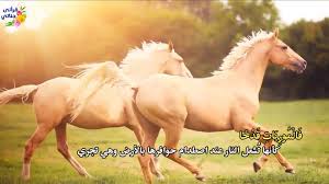 سورة القارعة – موقع أحبك ربي