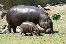 Image result for hippo