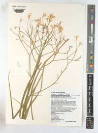 Image result for Afrosolen coeruleus