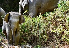 We did not find results for: Mahouts Elephant Foundation