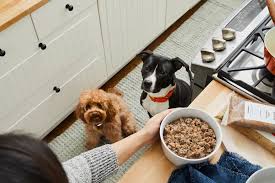 Fresh dog food is an increasingly popular alternative to dry. 10 Best Puppy Foods 2021 The Strategist